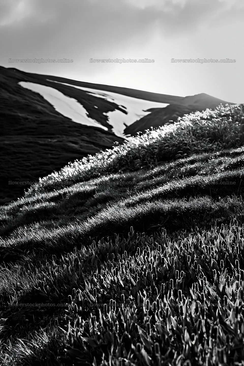 Akita snowmelt meadow with silver grasses in sunny setting – flower stock photos 6480x9722