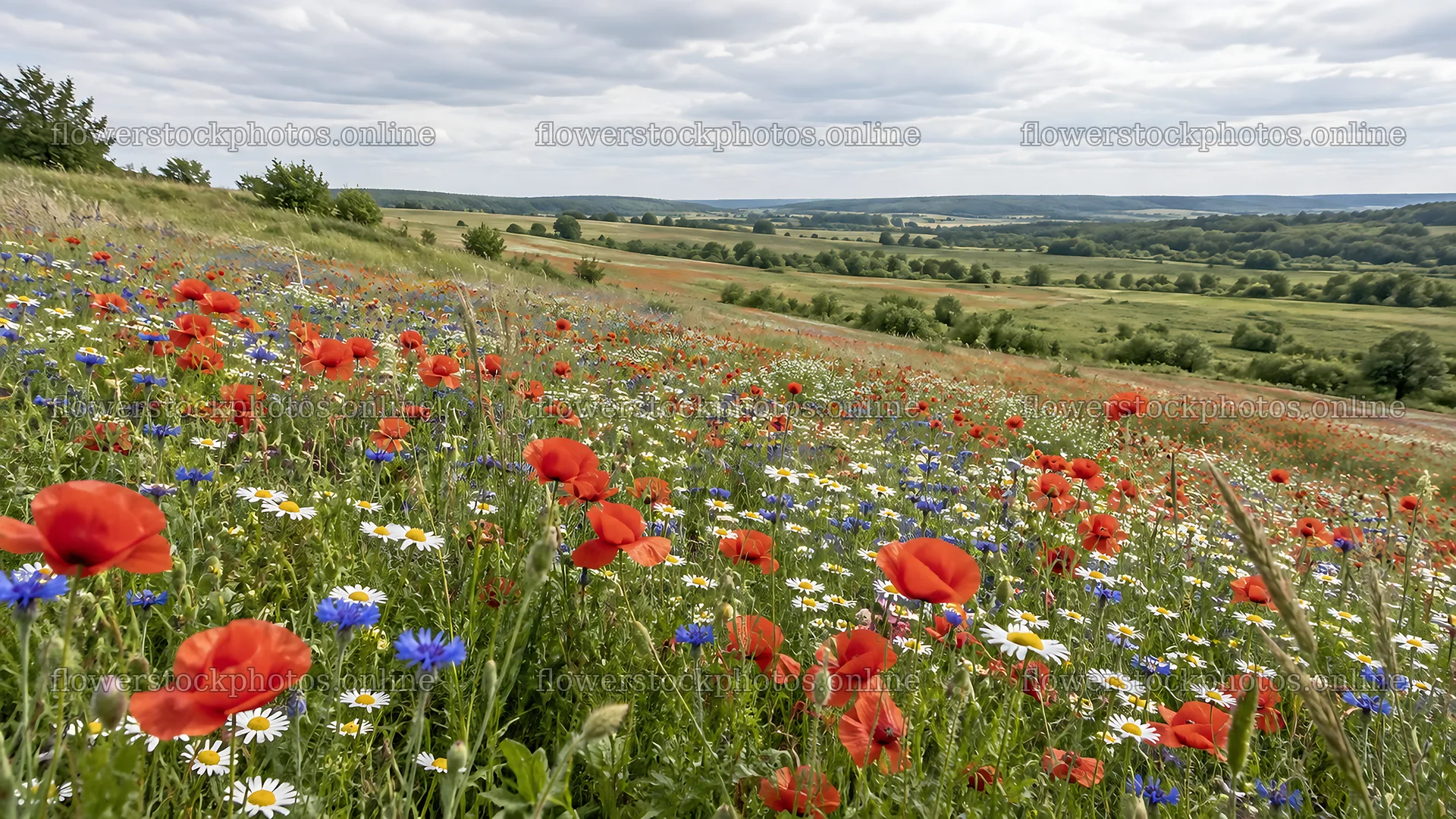 Colorful Wildflowers on a Rolling Meadow – flower stock photos 10324x5812