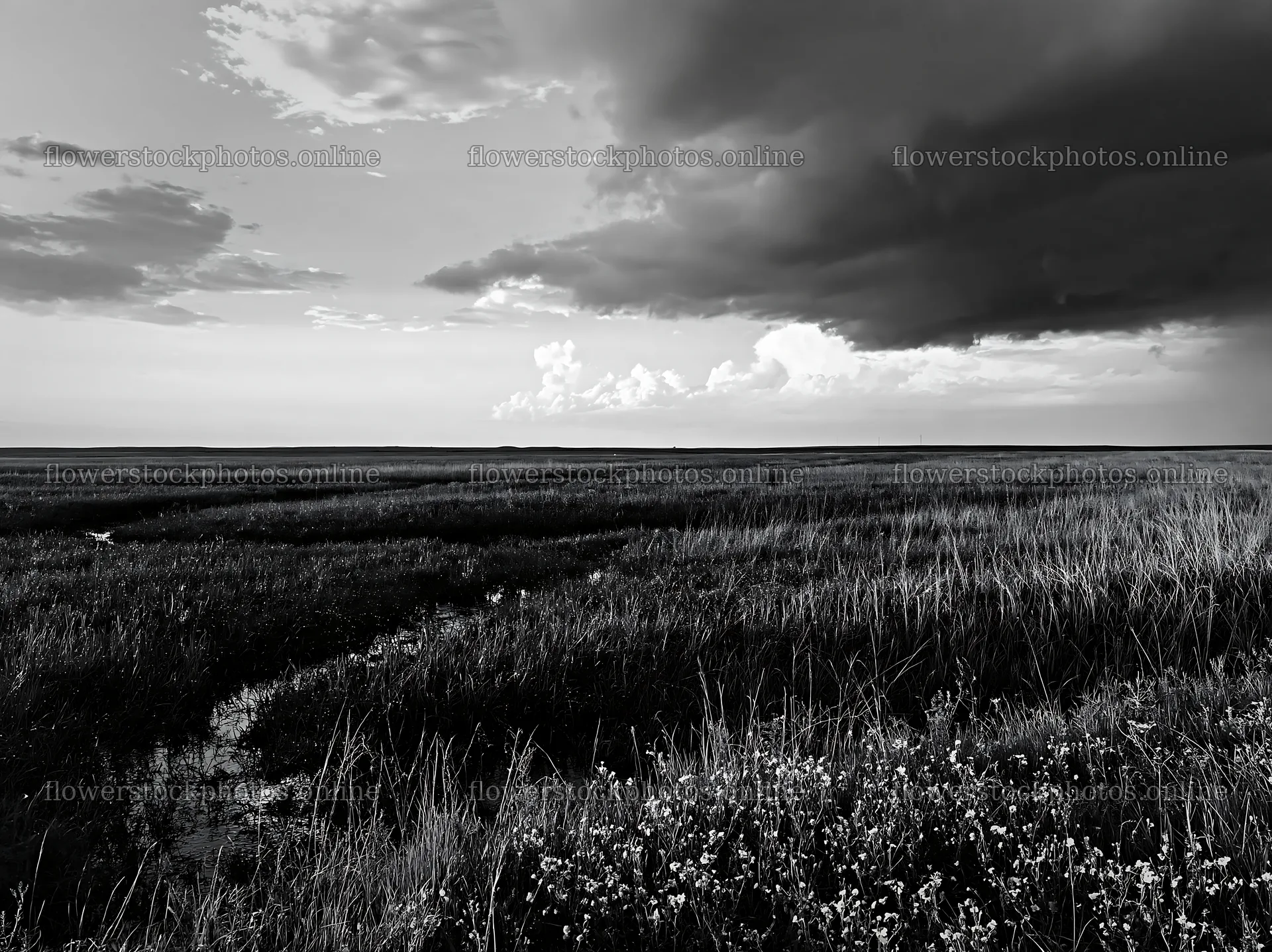 Rainwashed meadow with dark clouds and wildflowers – flower stock photos 9174x6866