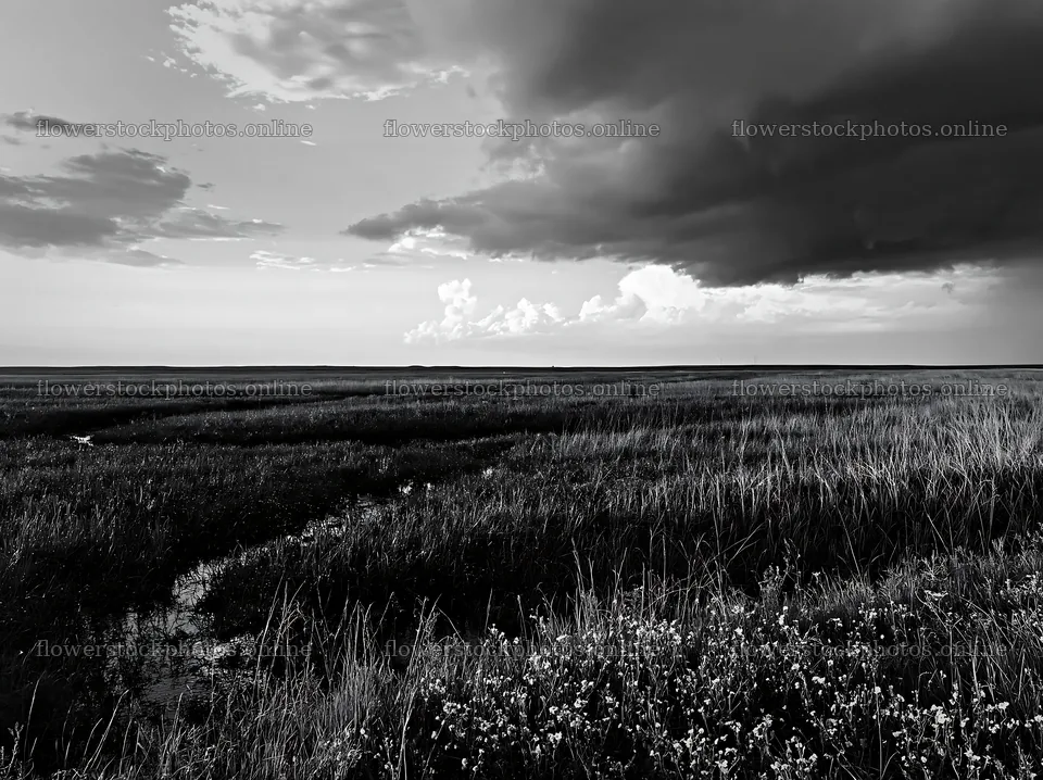 Rainwashed meadow with dark clouds and wildflowers – flower stock photos 9174x6866