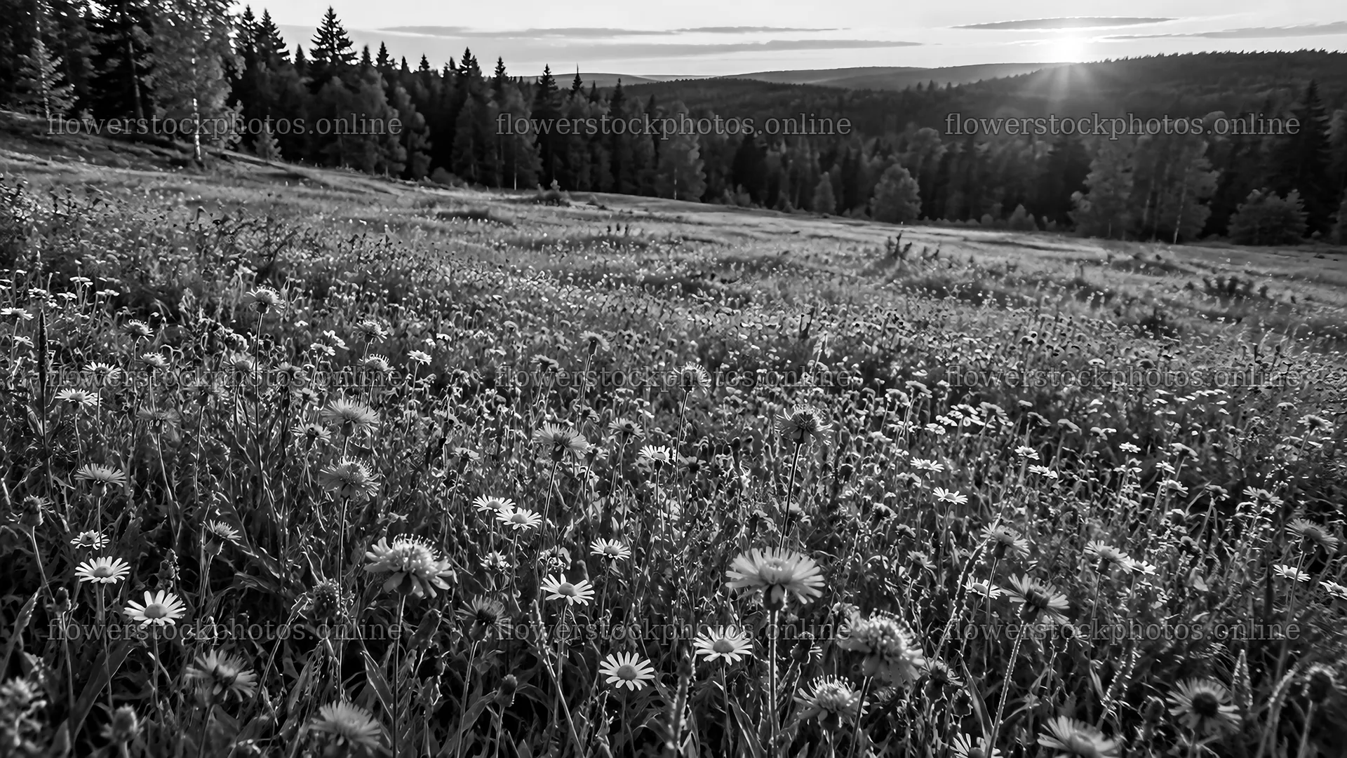 Monochrome Wildflower Clearing at Forest Edge – flower stock photos 10324x5812