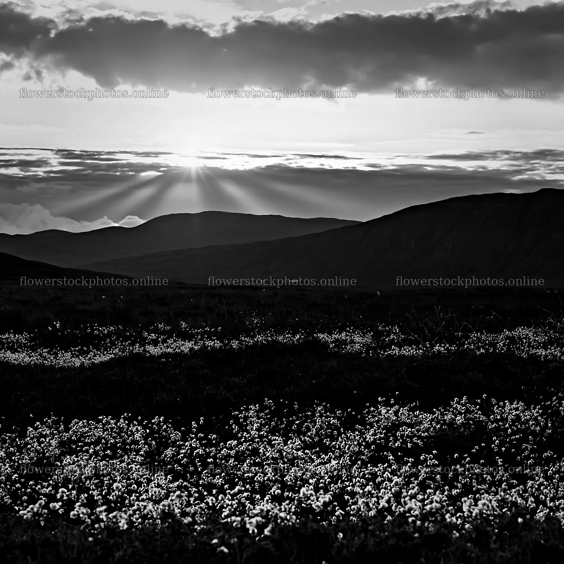 Crepuscular rays shining over a meadow with flowers – flower stock photos 7938x7938