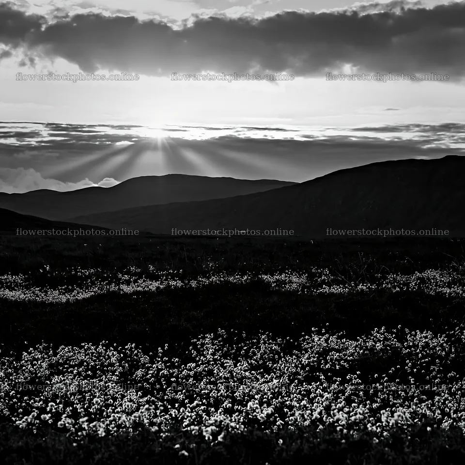 Crepuscular rays shining over a meadow with flowers – flower stock photos 7938x7938