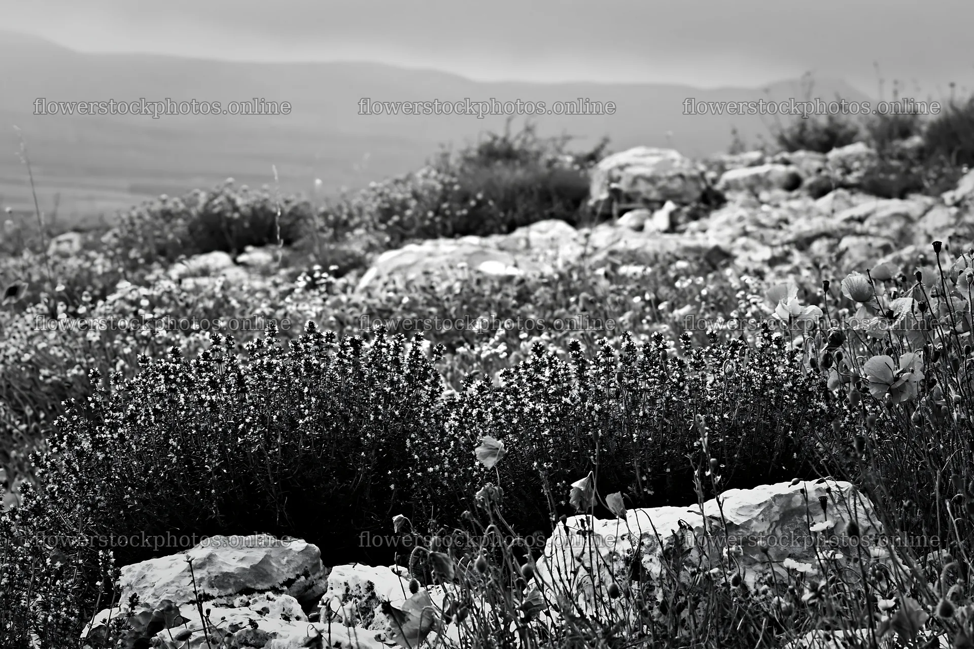 Rainwashed meadow with colorful flowers and rocky terrain – flower stock photos 9722x6480