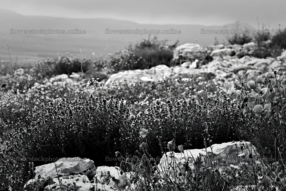 Rainwashed meadow with colorful flowers and rocky terrain – flower stock photos 9722x6480