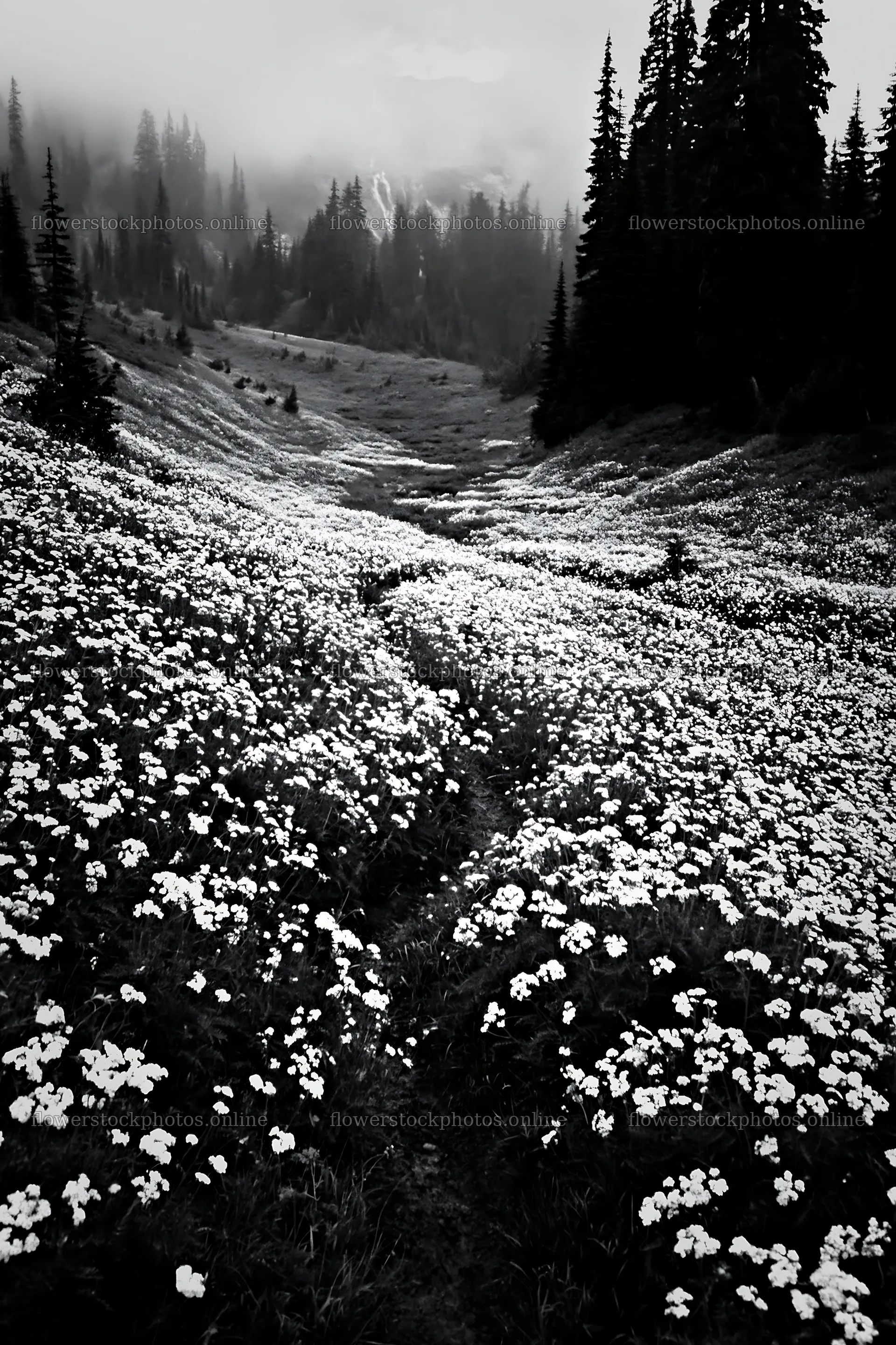 Meadow with flowers and visible cascade under fog – flower stock photos 6480x9722