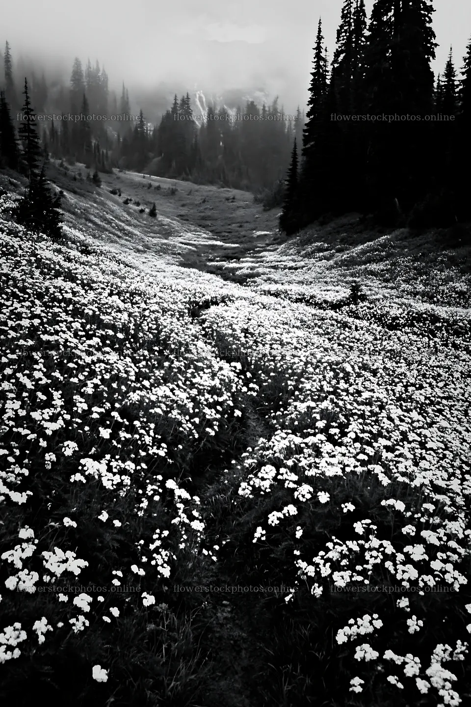 Meadow with flowers and visible cascade under fog – flower stock photos 6480x9722