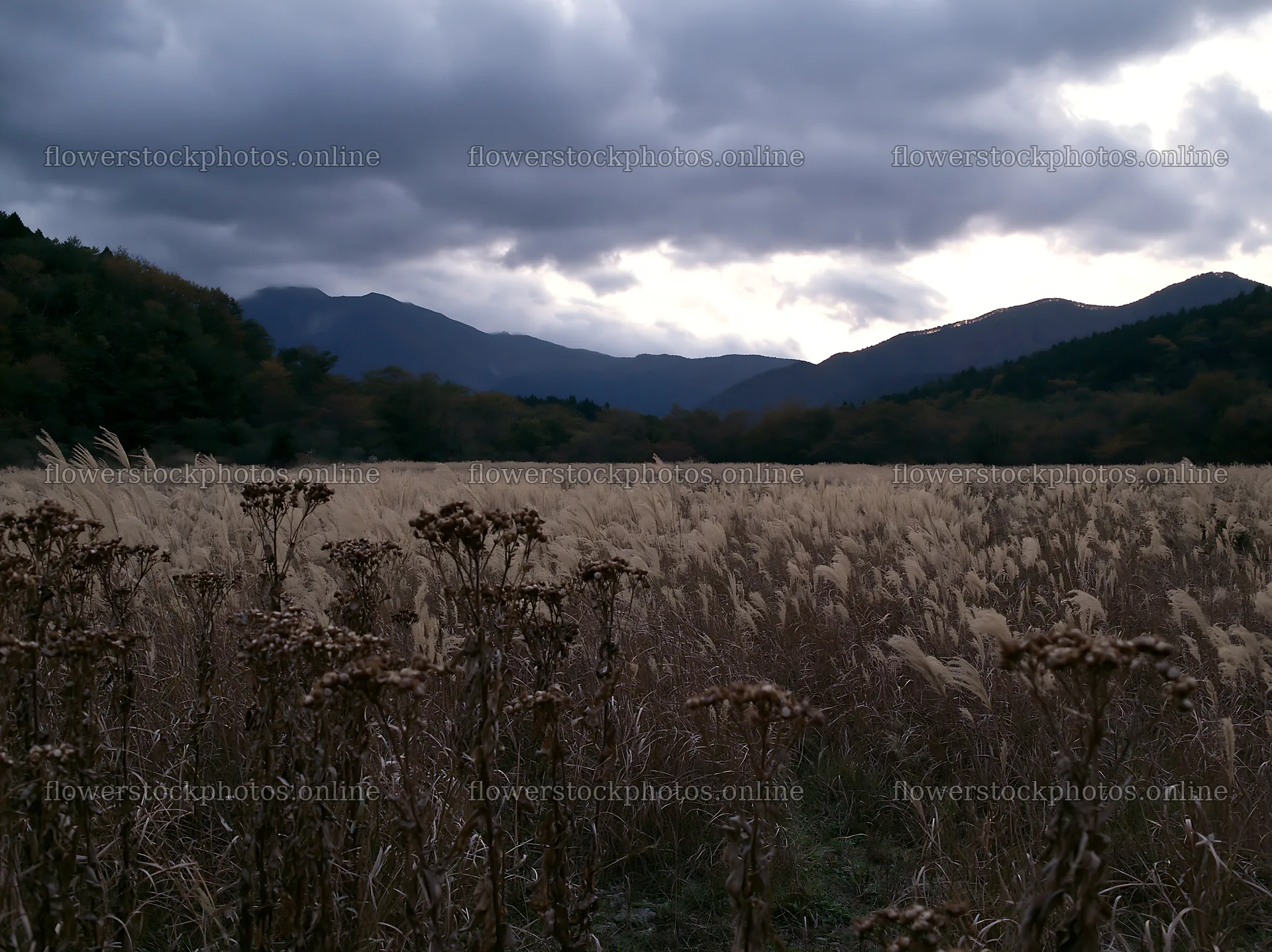 Ehime twilight meadow with dry seedheads under cloudy sky – flower stock photos 9174x6866