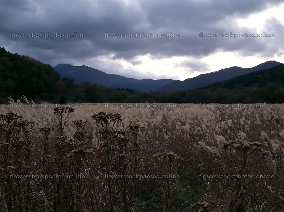 Ehime twilight meadow with dry seedheads under cloudy sky – flower stock photos 9174x6866