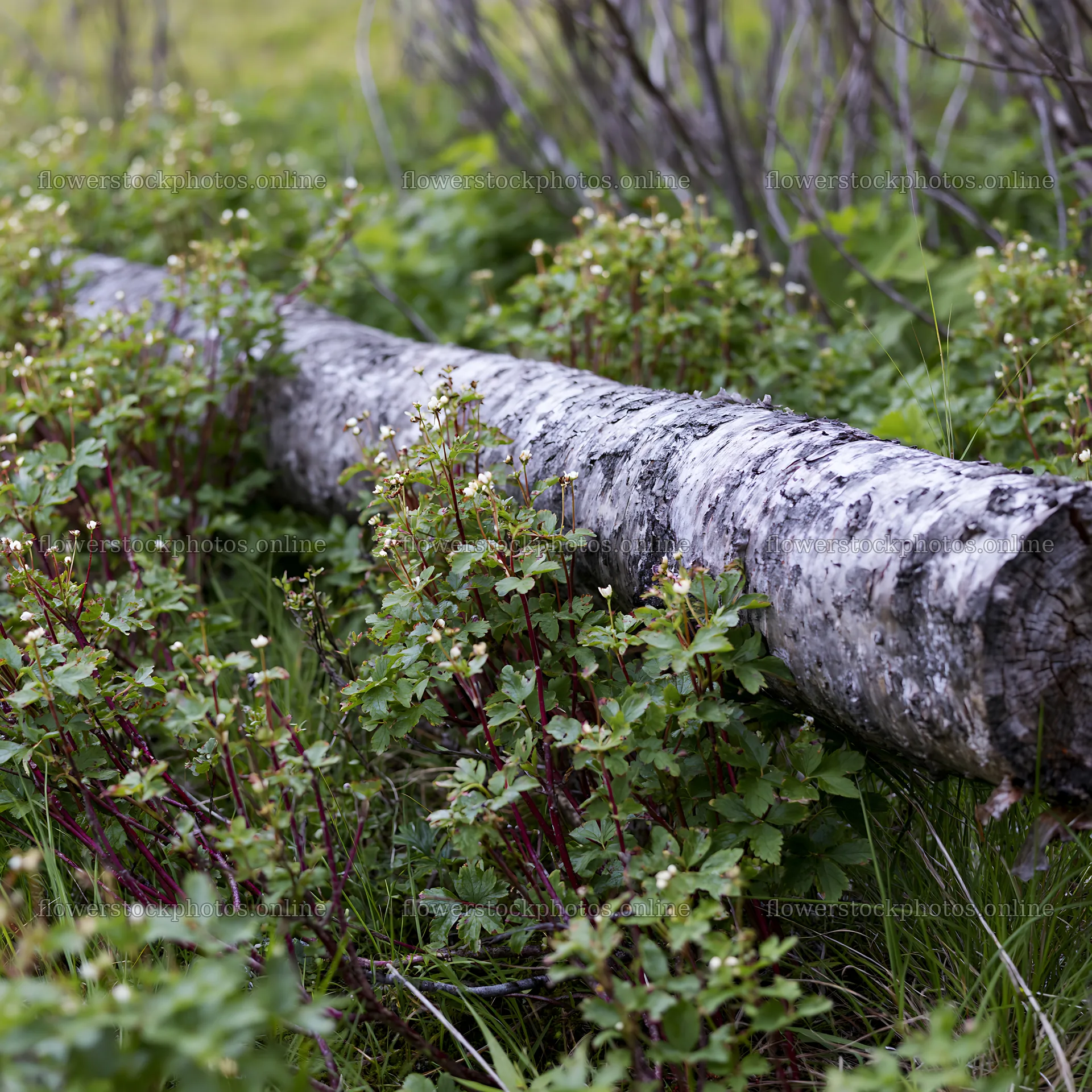 Weathered log surrounded by green plants in a meadow – flower stock photos 7938x7938