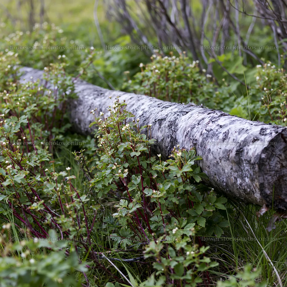 Weathered log surrounded by green plants in a meadow – flower stock photos 7938x7938