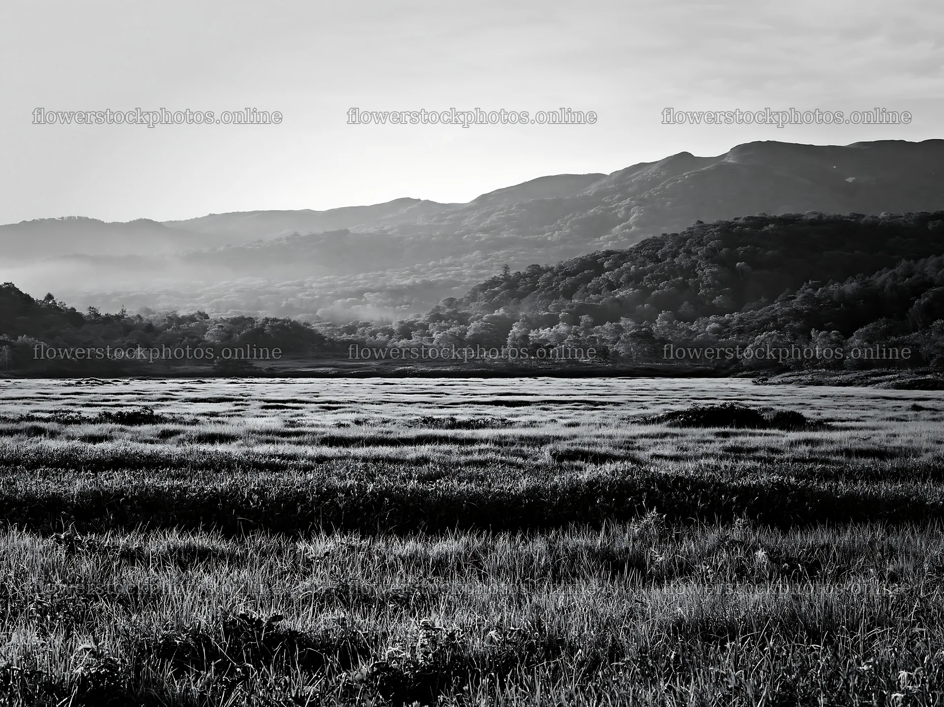 Expansive Hokkaido restoration meadow with dewdrops – flower stock photos 9174x6866