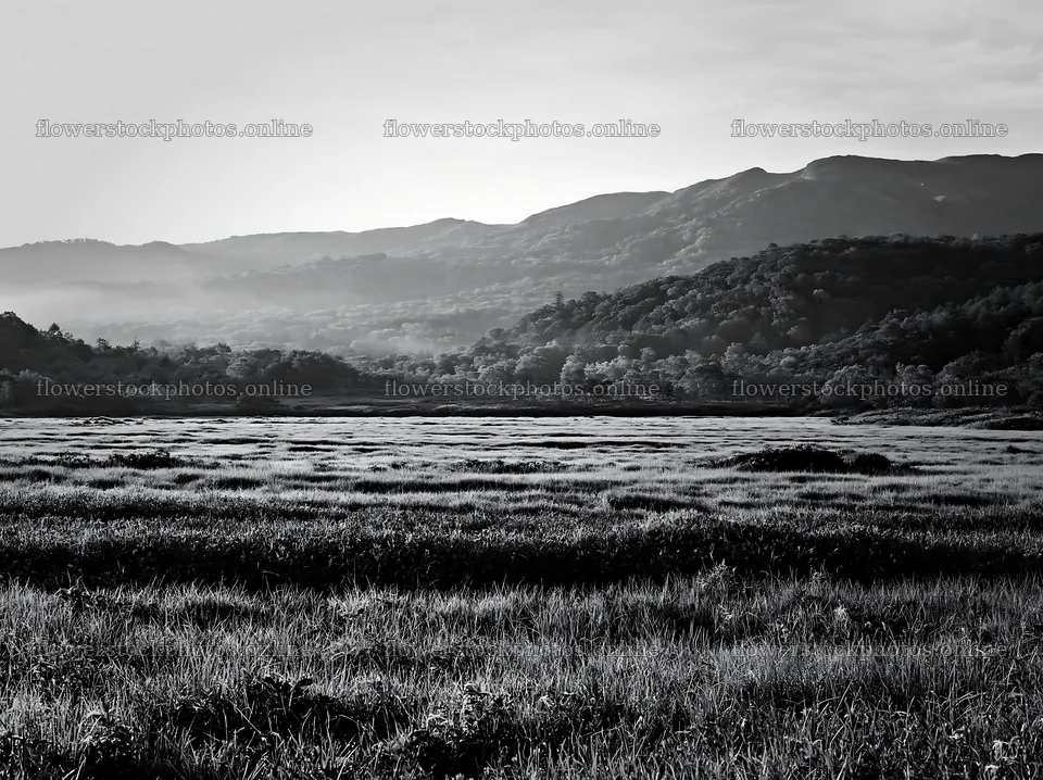 Expansive Hokkaido restoration meadow with dewdrops – flower stock photos 9174x6866
