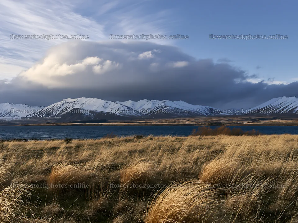 Snowy Alps and Lake Tekapo meadow in New Zealand – flower stock photos 9174x6866