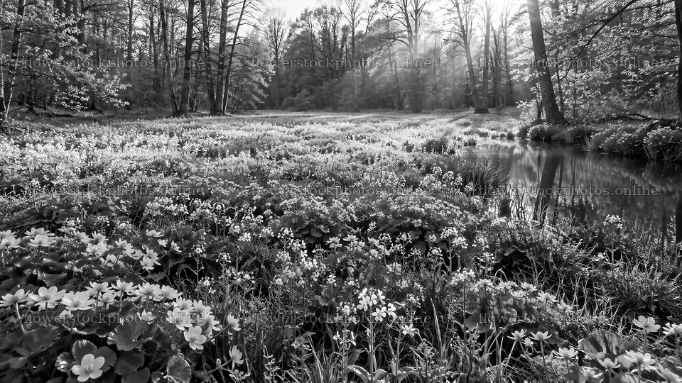 Sunbeams Over a Flowering Forest Clearing – flower stock photos 10324x5812