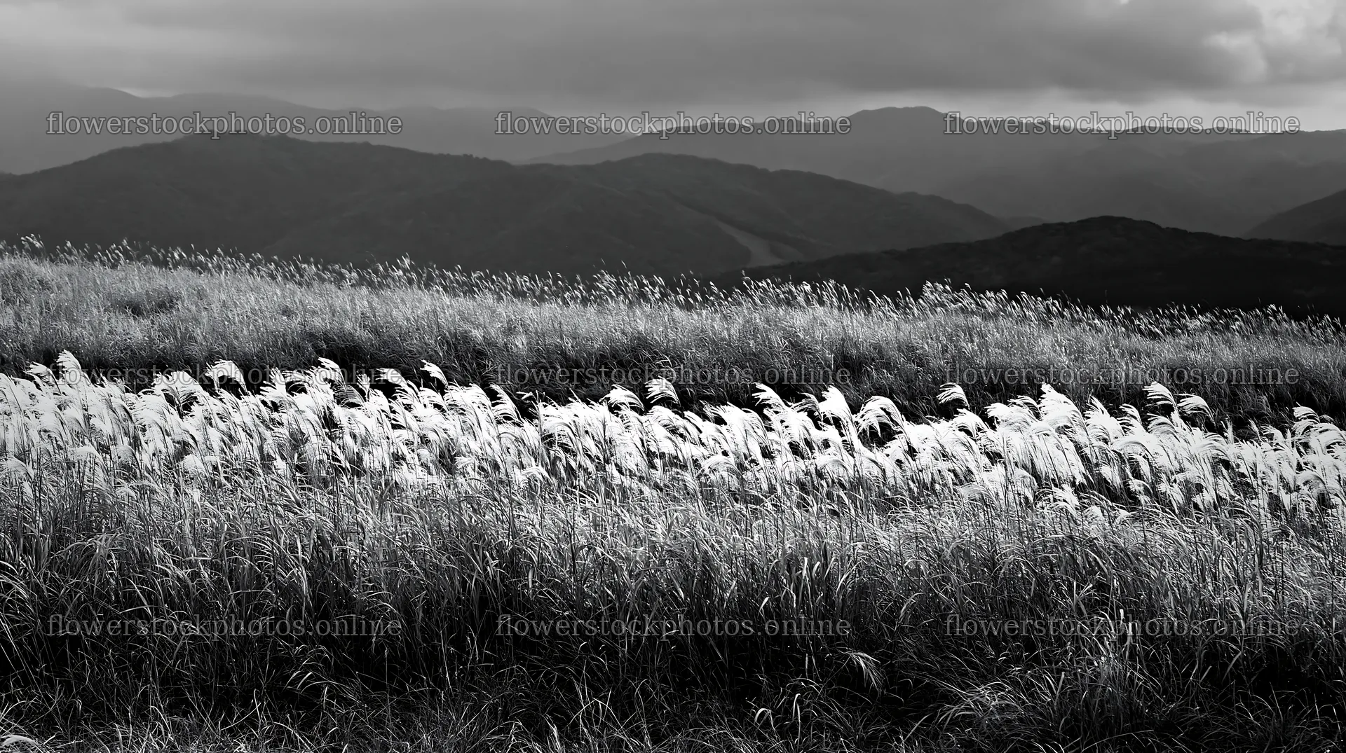Iwate rain refreshed meadow seedhead foreground – flower stock photos 10608x5938