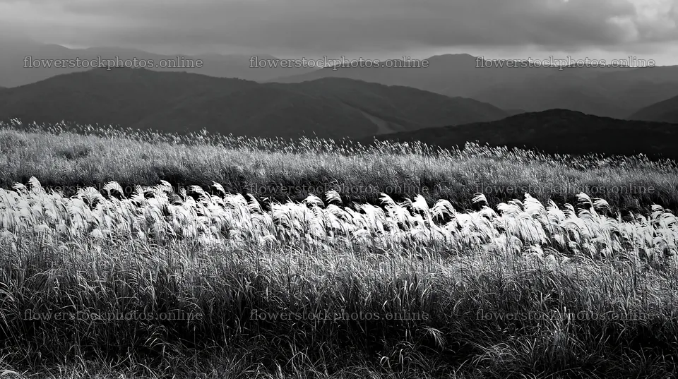 Iwate rain refreshed meadow seedhead foreground – flower stock photos 10608x5938