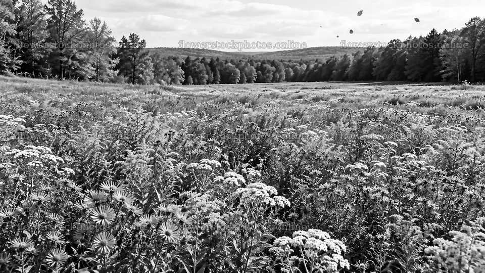 Monochrome Wildflower Meadow in Forest Clearing – flower stock photos 10324x5812