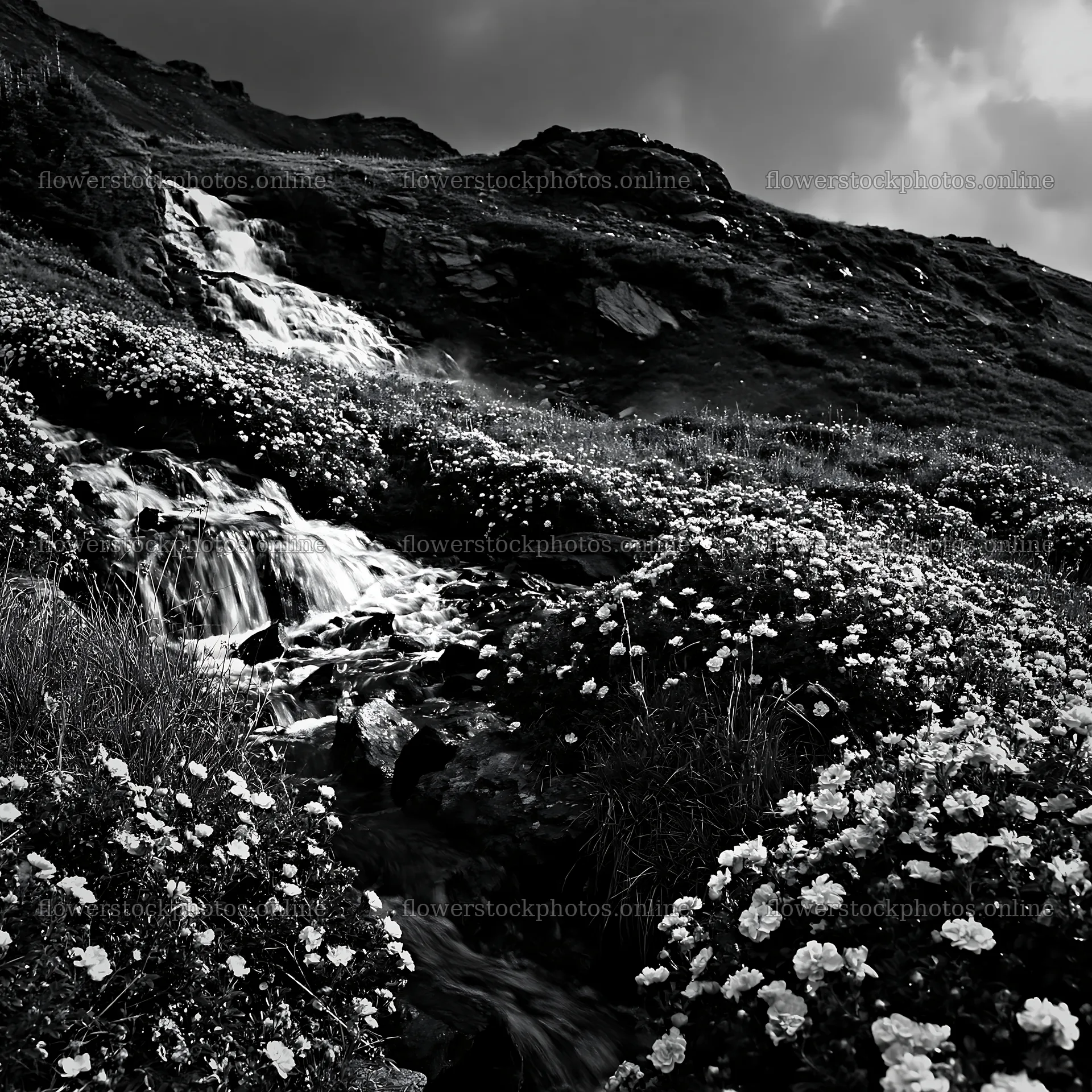 Waterfall and rose meadow in black and white – flower stock photos 7938x7938
