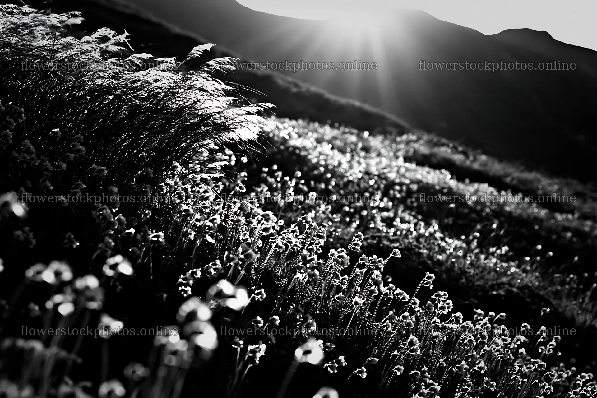Daisetsuzan alpine meadow with light rays shining – flower stock photos 9722x6480