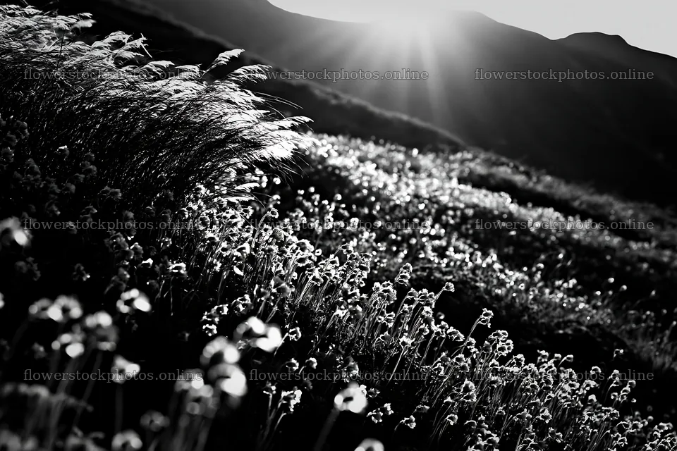 Daisetsuzan alpine meadow with light rays shining – flower stock photos 9722x6480