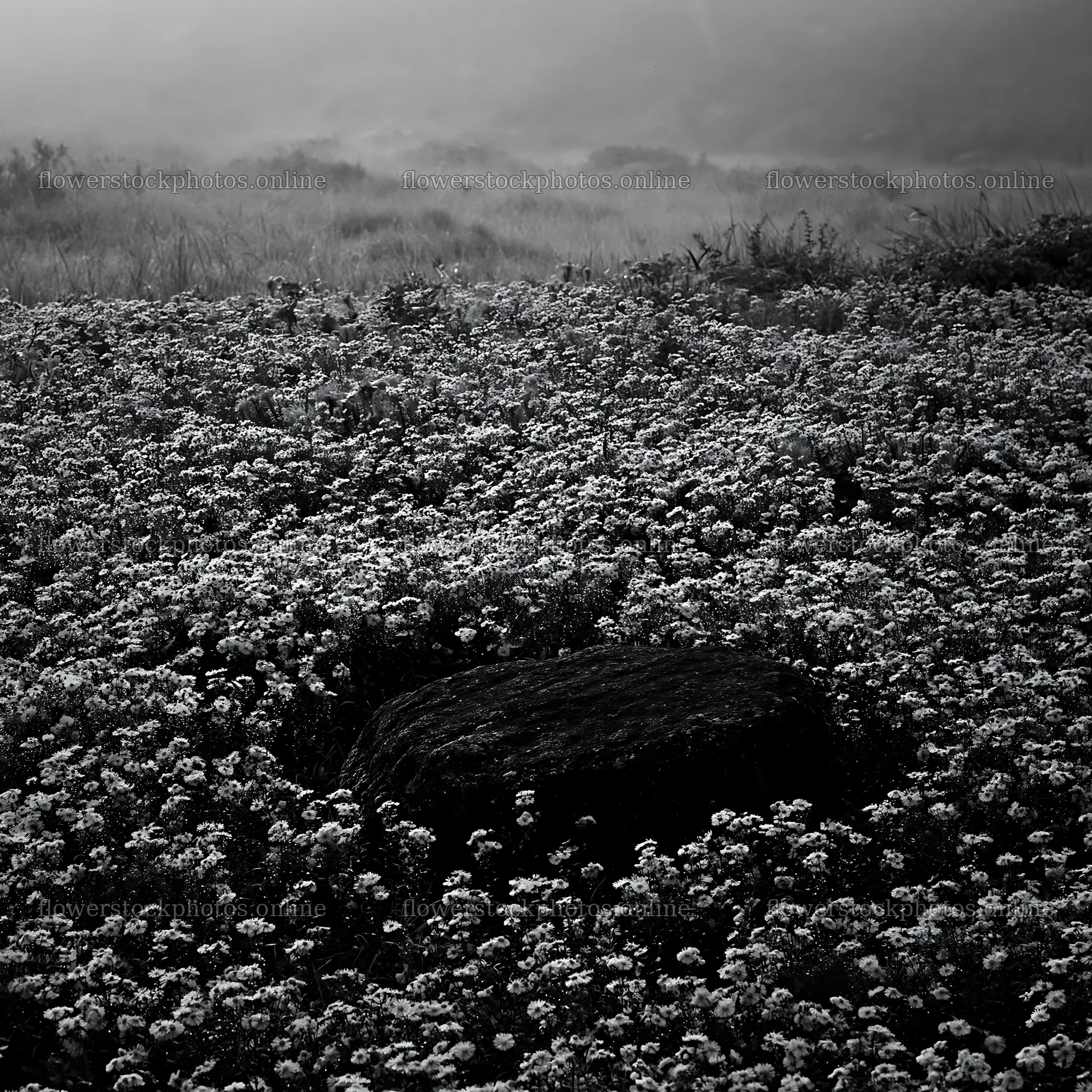 Moss covered stone in Shimane misty meadow with purple flowers – flower stock photos 7938x7938