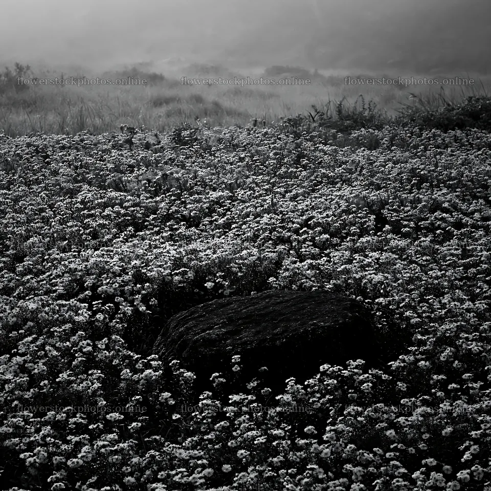 Moss covered stone in Shimane misty meadow with purple flowers – flower stock photos 7938x7938