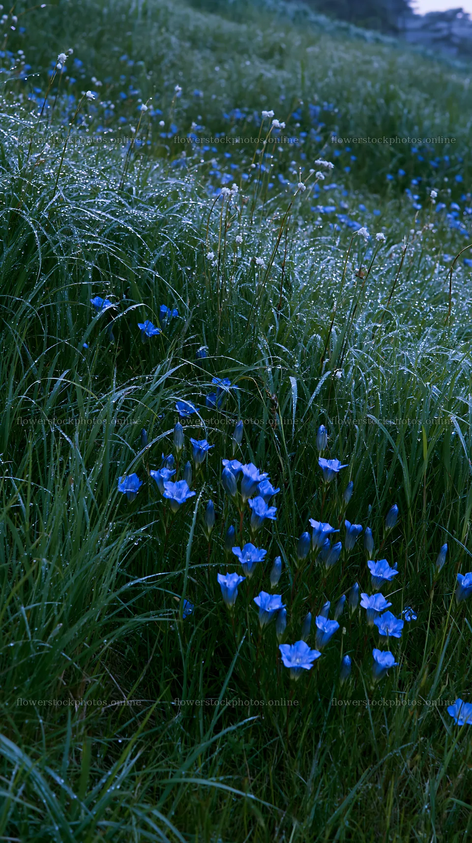 Expansive Hokkaido restoration meadow with dewdrops – flower stock photos 5938x10608