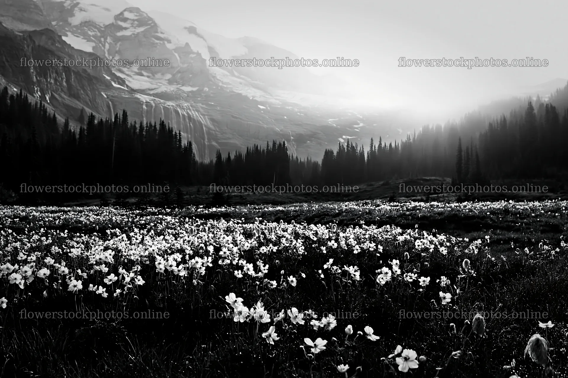 Flower meadow with distant cascade at sunrise – flower stock photos 9722x6480