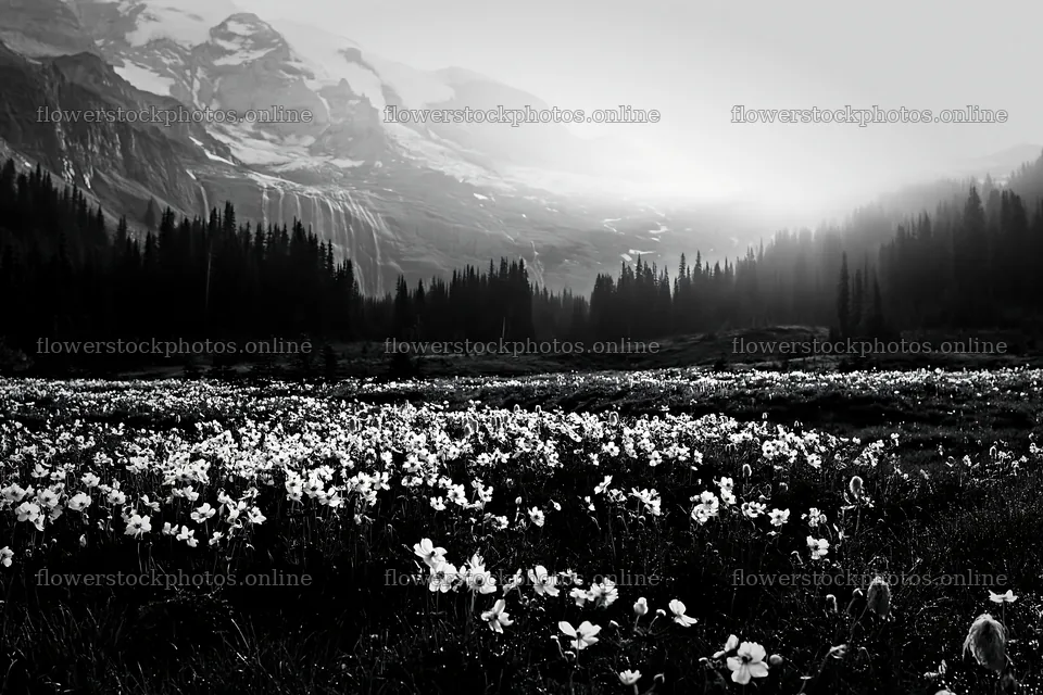 Flower meadow with distant cascade at sunrise – flower stock photos 9722x6480
