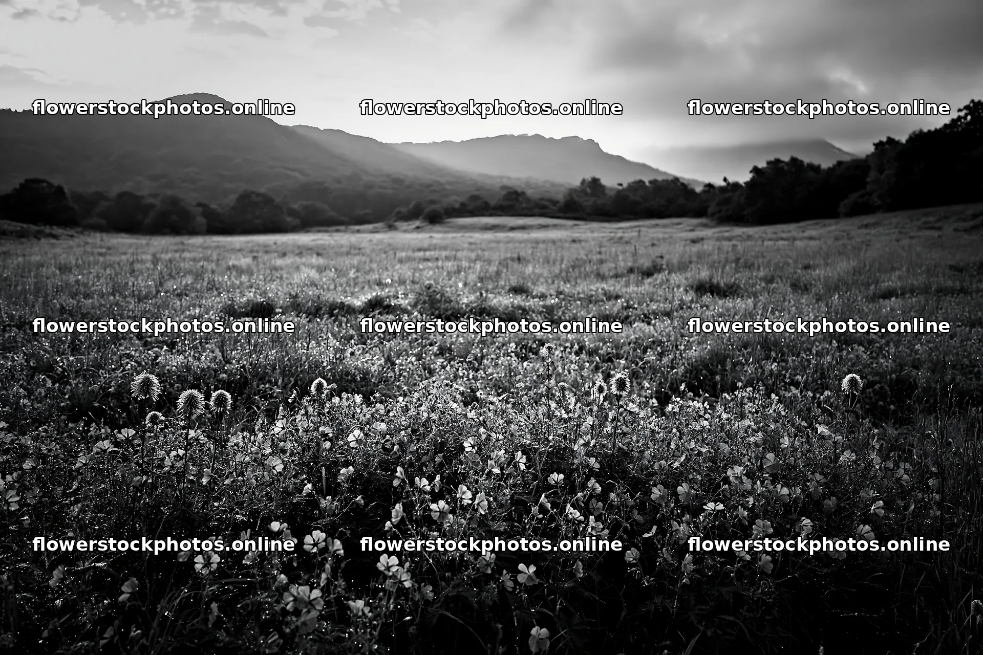 Expansive Hokkaido restoration meadow with dewdrops – flower stock photos 9722x6480