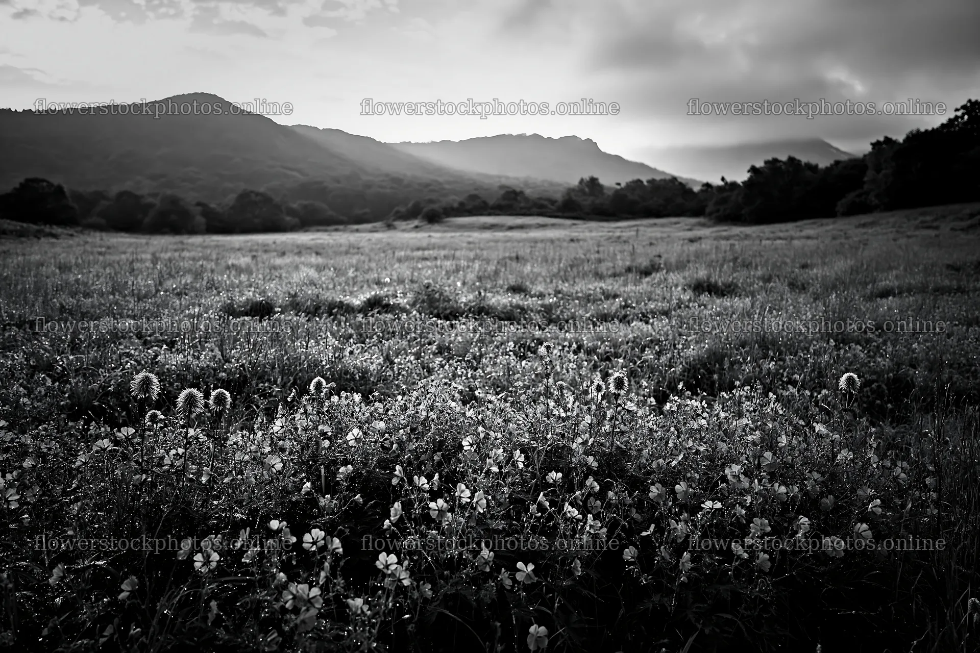 Expansive Hokkaido restoration meadow with dewdrops – flower stock photos 9722x6480