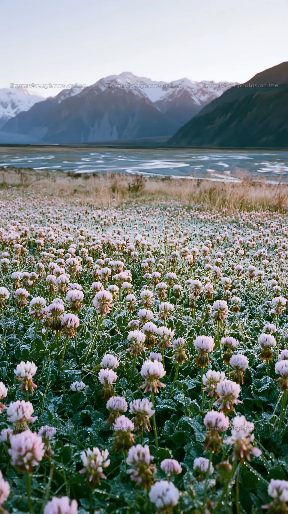 Clover meadow with dew in a natural landscape – flower stock photos 5938x10608