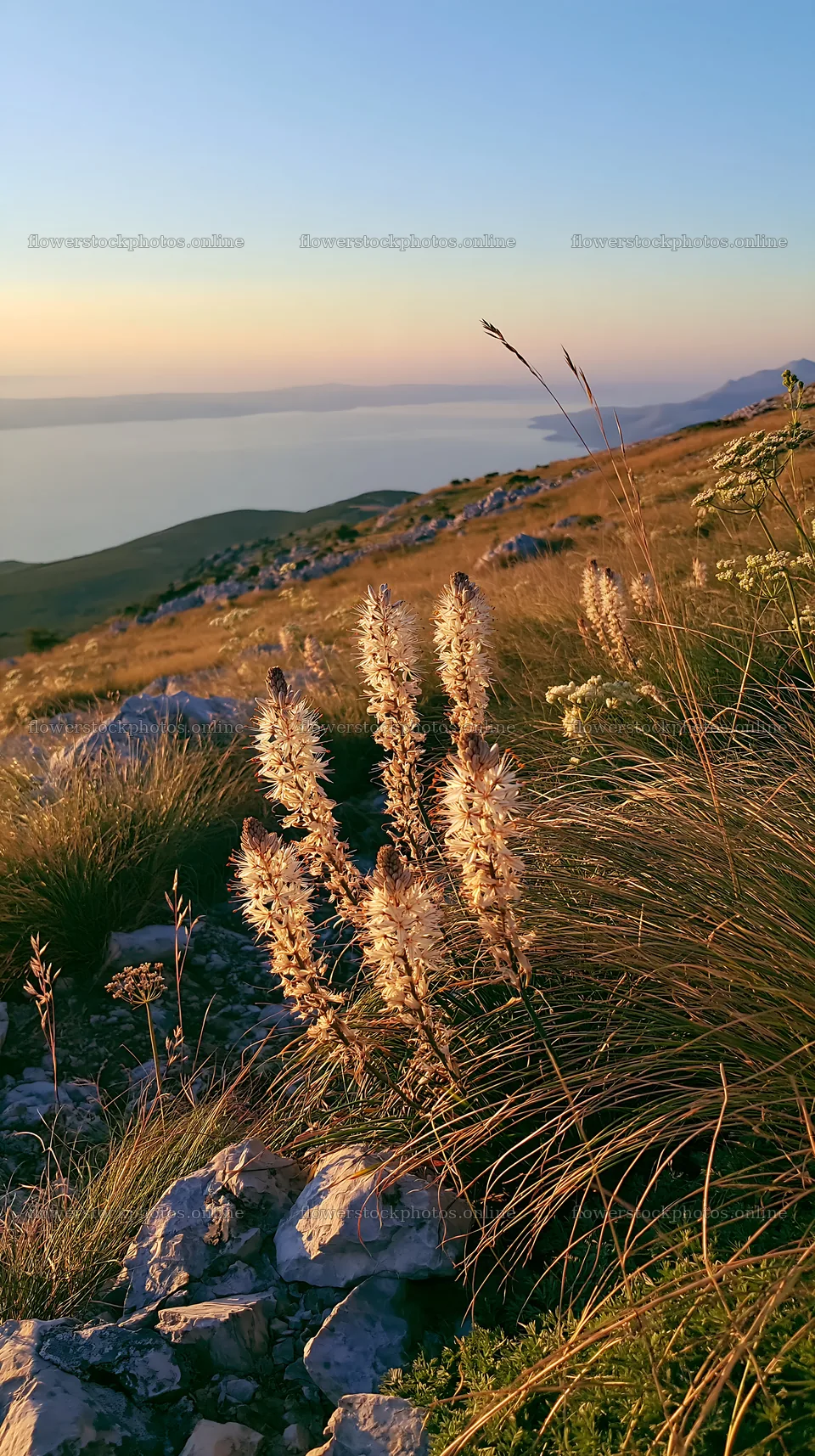 Meadow landscape above the Adriatic coast in Croatia – flower stock photos 5938x10608