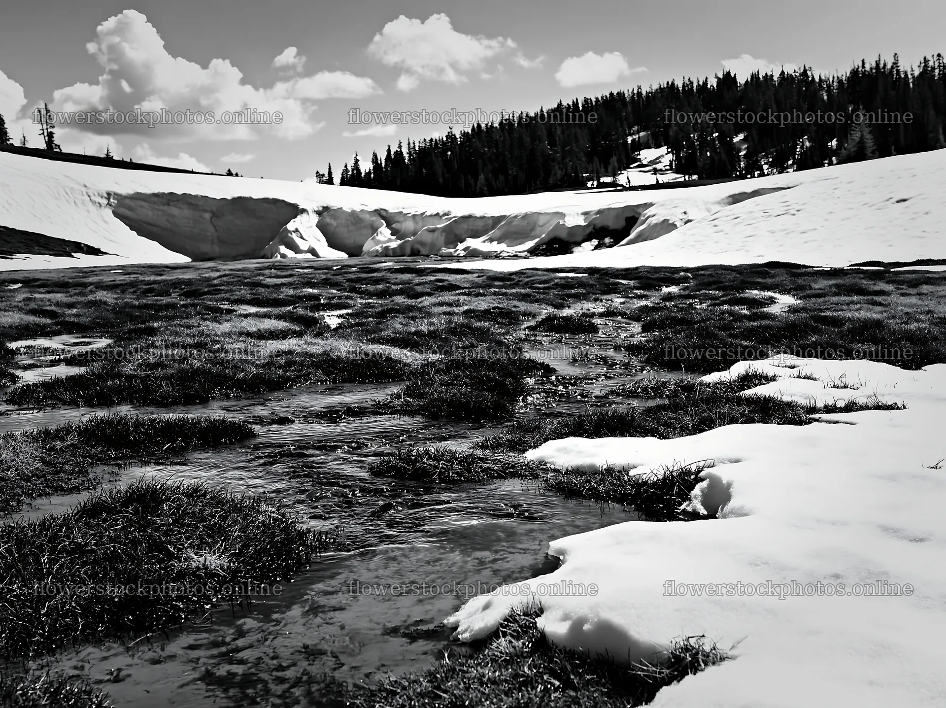 Snowmelt flowing through a meadow in a mountain landscape – flower stock photos 9174x6866