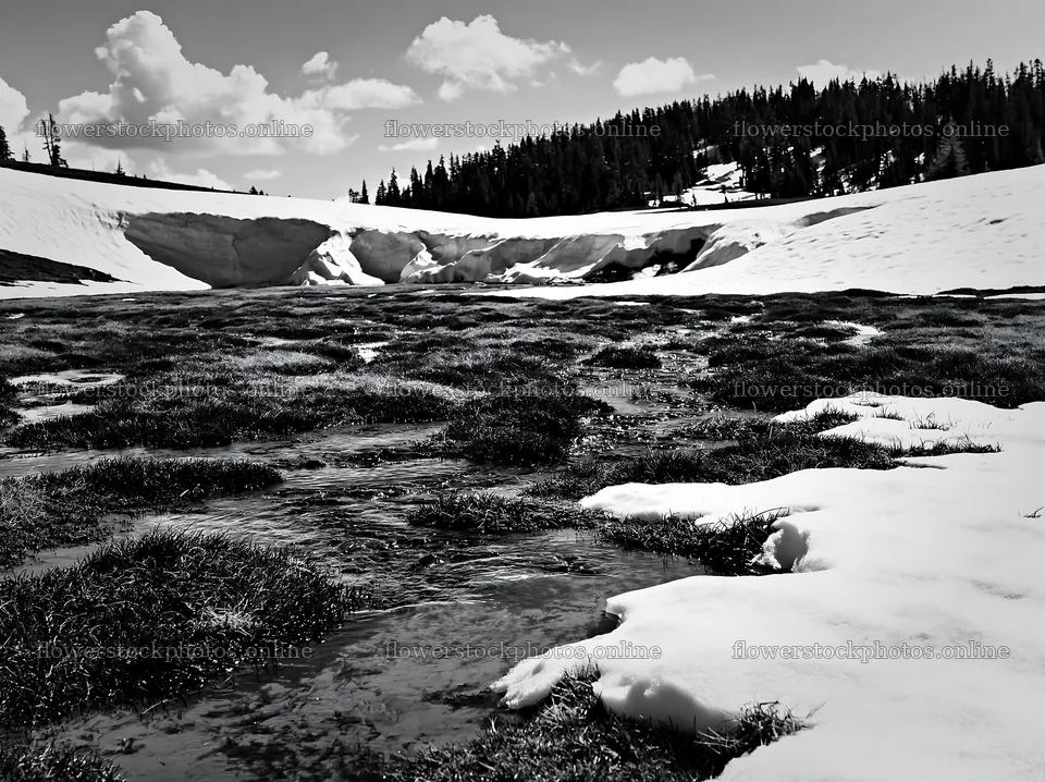 Snowmelt flowing through a meadow in a mountain landscape – flower stock photos 9174x6866