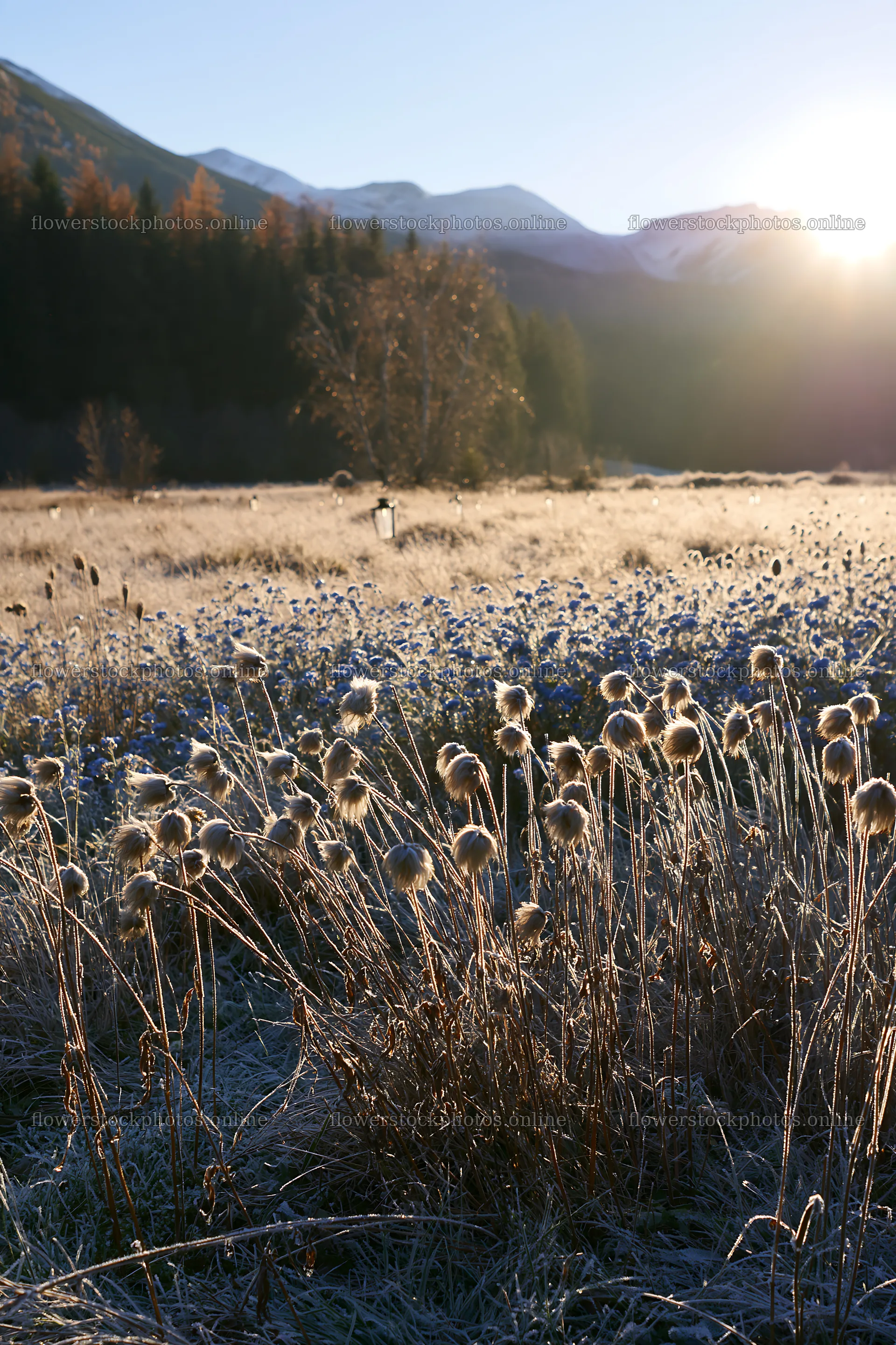 Frosty meadow with seedheads and lanterns at dawn – flower stock photos 6480x9722