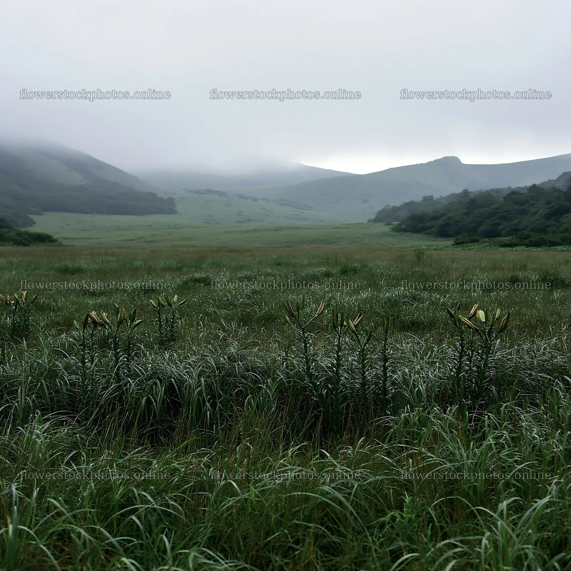 Rainwashed meadow in a misty valley – flower stock photos 7938x7938