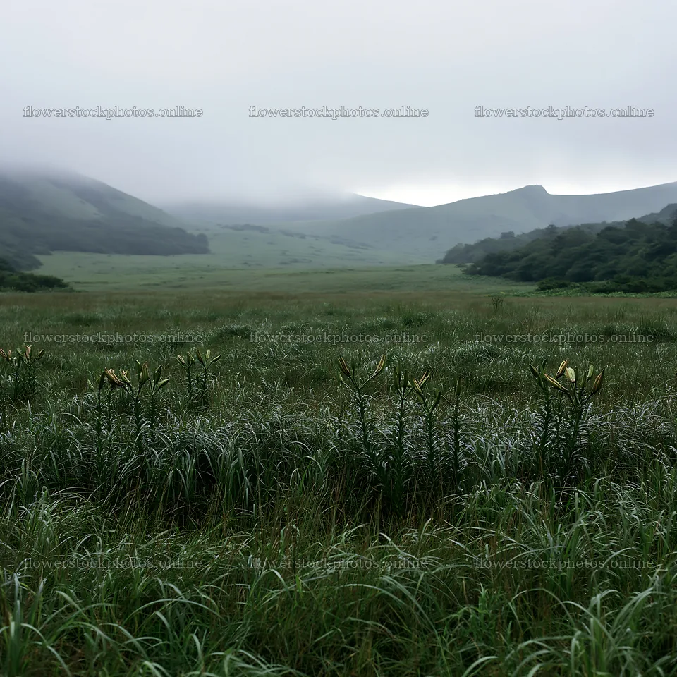 Rainwashed meadow in a misty valley – flower stock photos 7938x7938