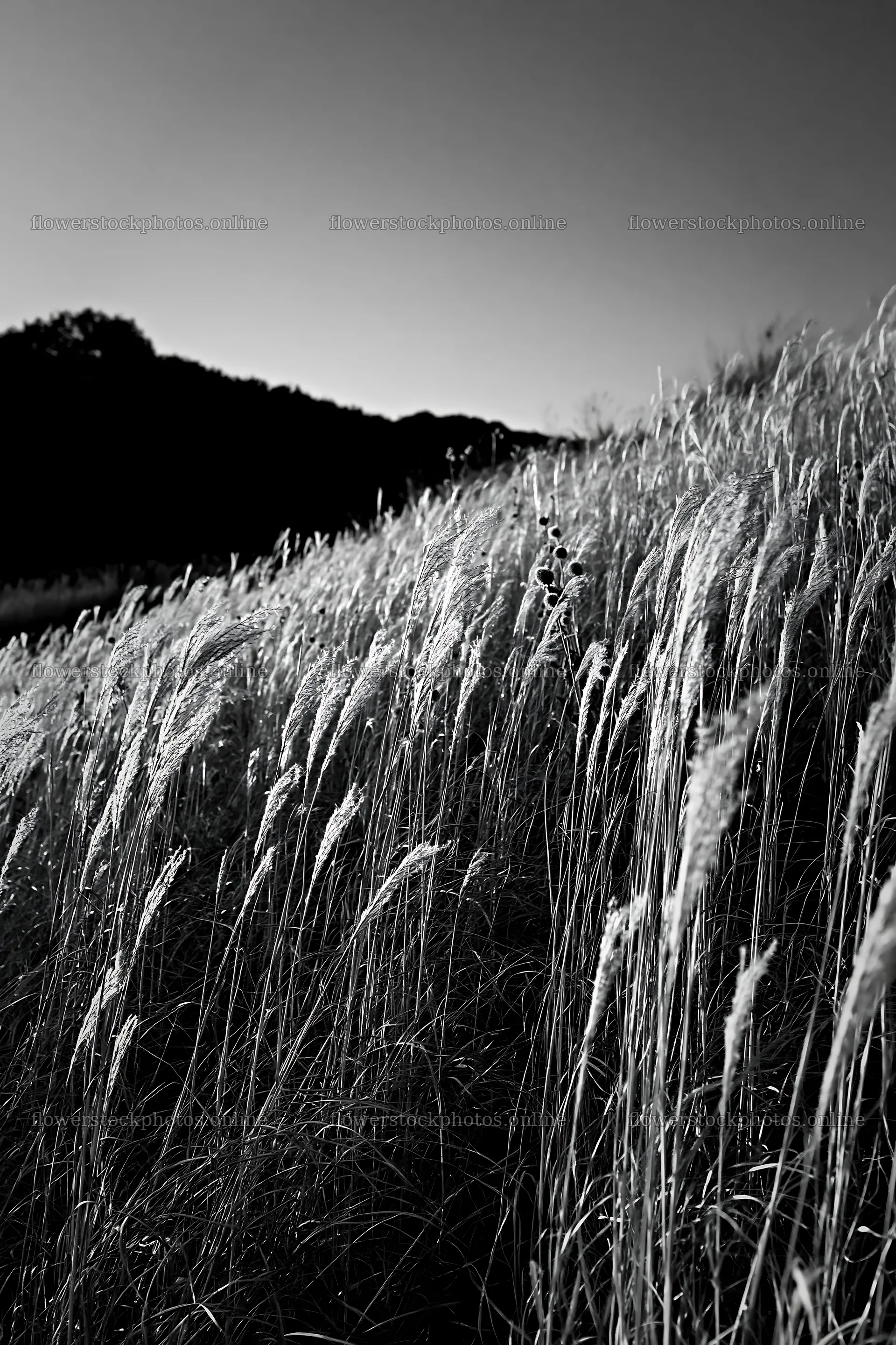 Ehime twilight meadow with dry seedheads at sunset – flower stock photos 6480x9722