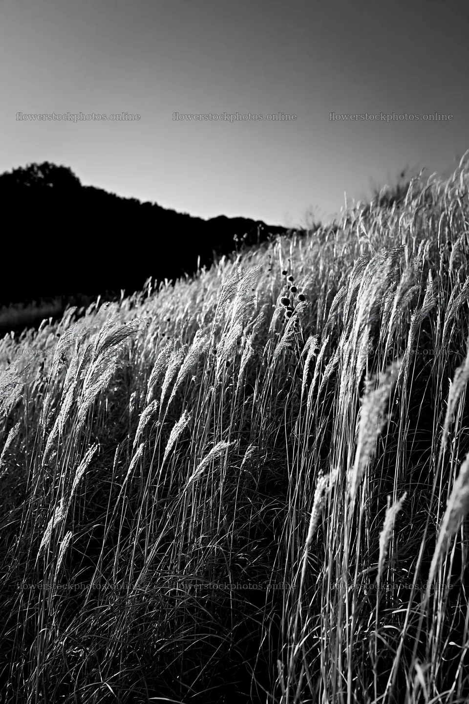 Ehime twilight meadow with dry seedheads at sunset – flower stock photos 6480x9722