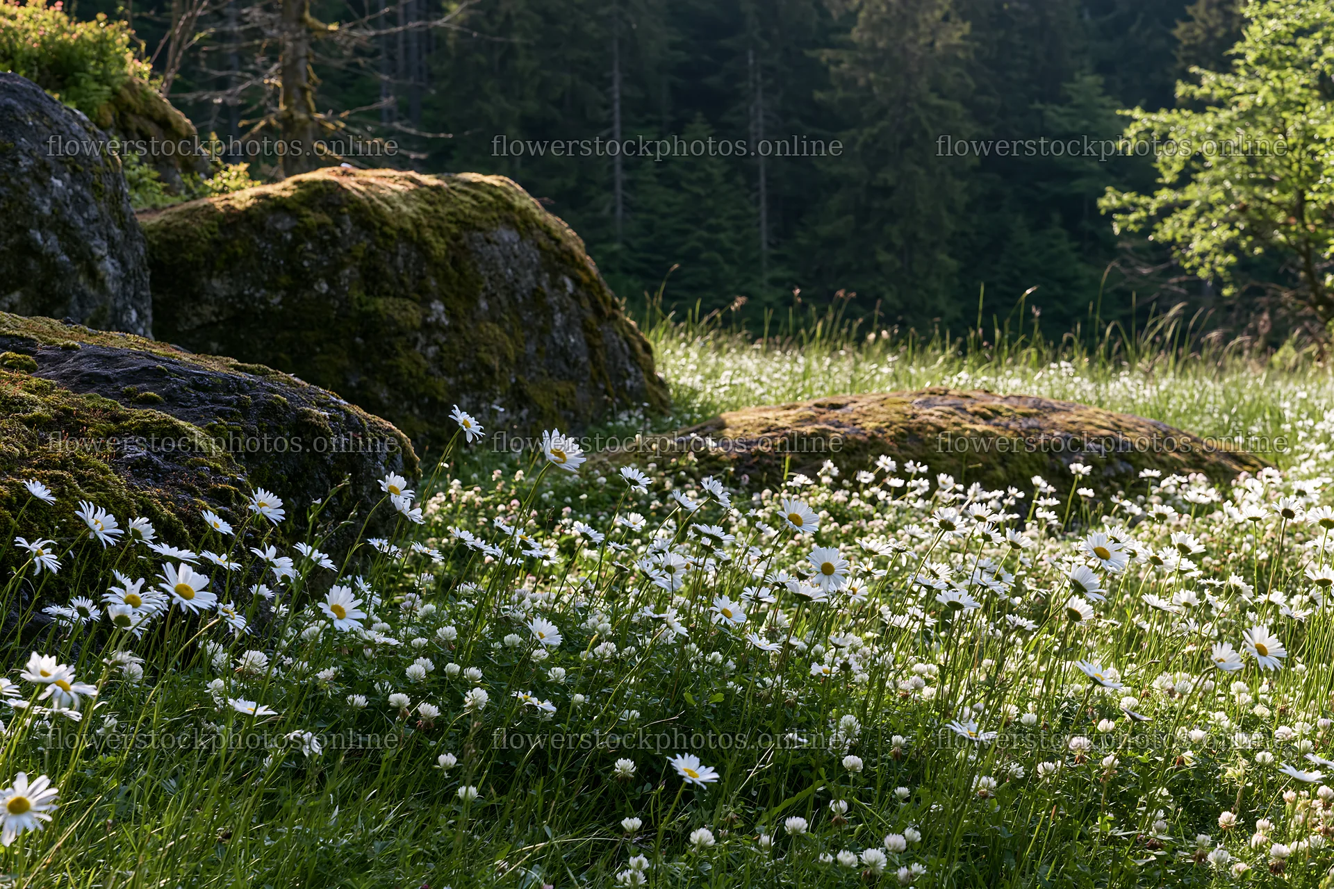 Mossy boulders surrounded by flowers in a meadow – flower stock photos 9722x6480