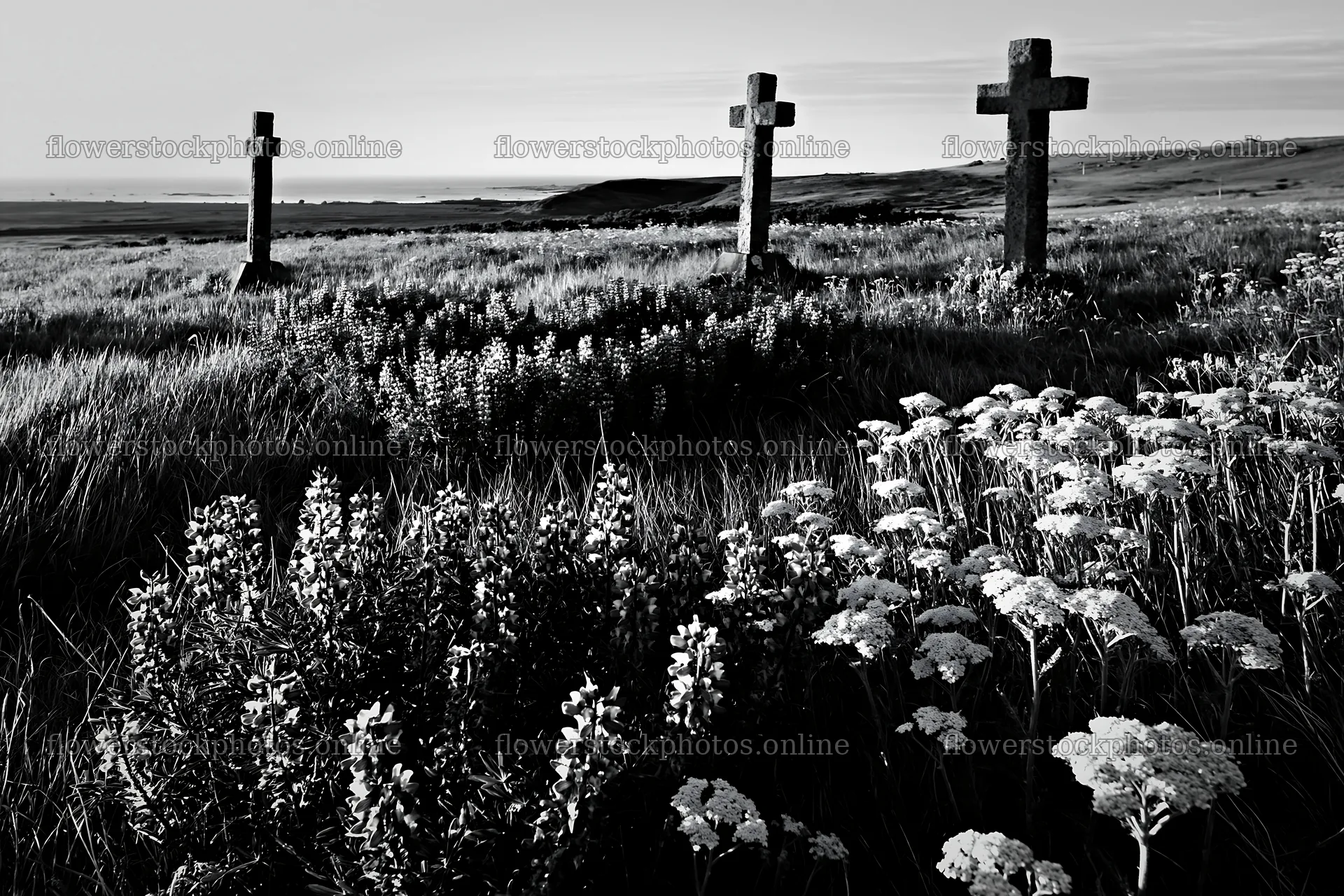 Three Christian crosses in a Christmas meadow at sunrise – flower stock photos 9722x6480