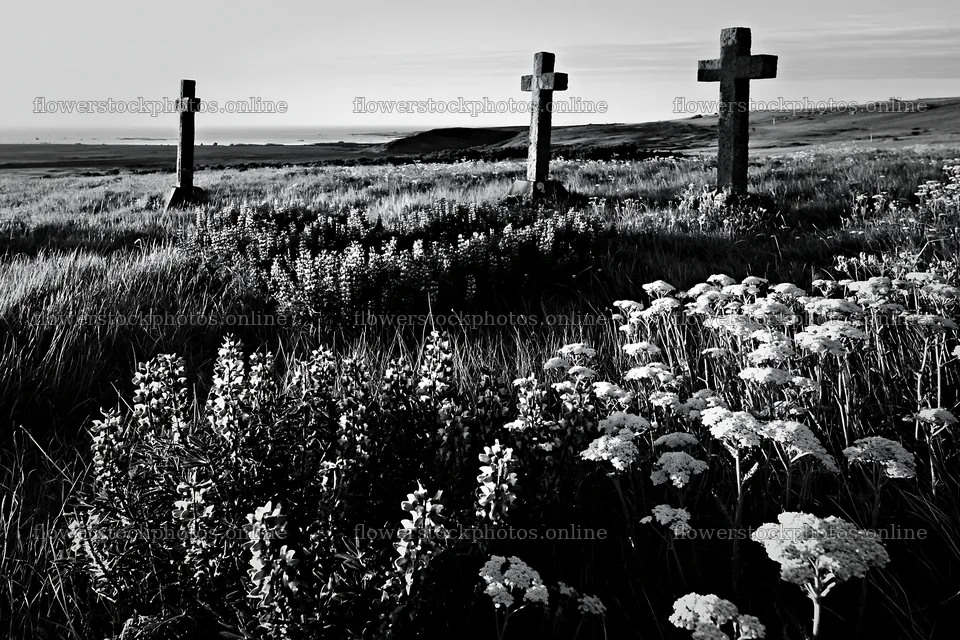 Three Christian crosses in a Christmas meadow at sunrise – flower stock photos 9722x6480