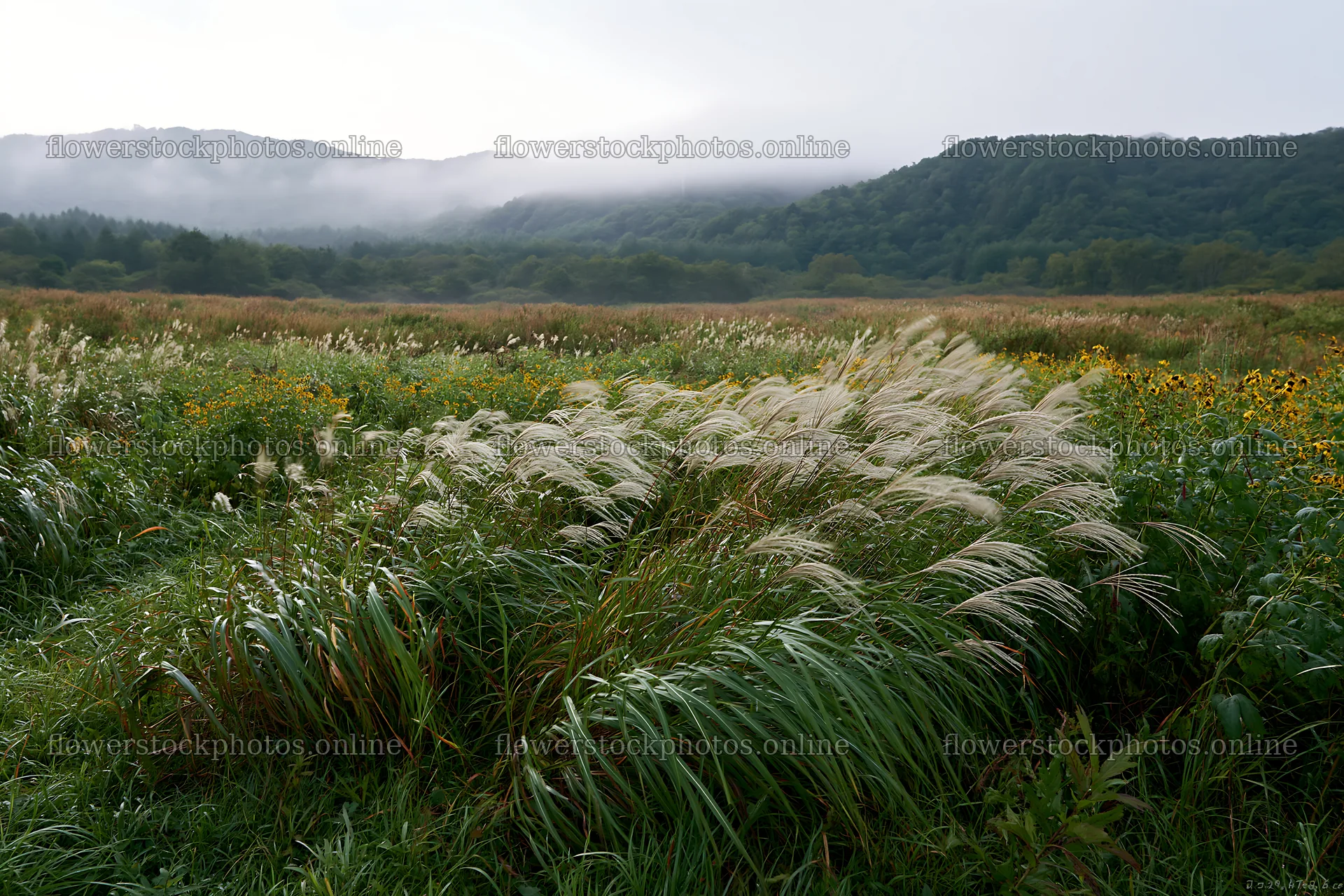 Iwate rain refreshed meadow with seedhead in the foreground – flower stock photos 9722x6480