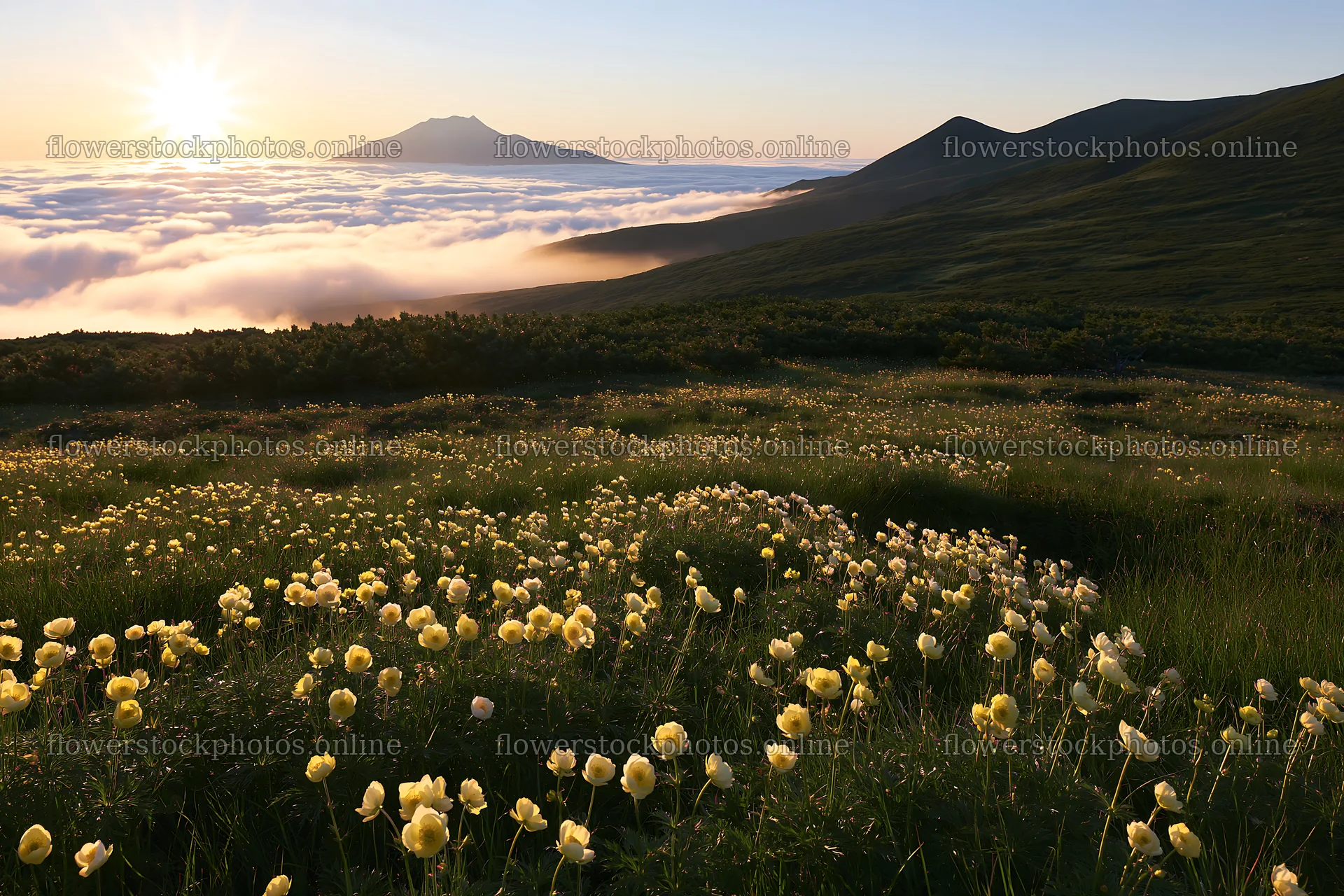 Light rays over Daisetsuzan alpine meadow with flowers – flower stock photos 9722x6480