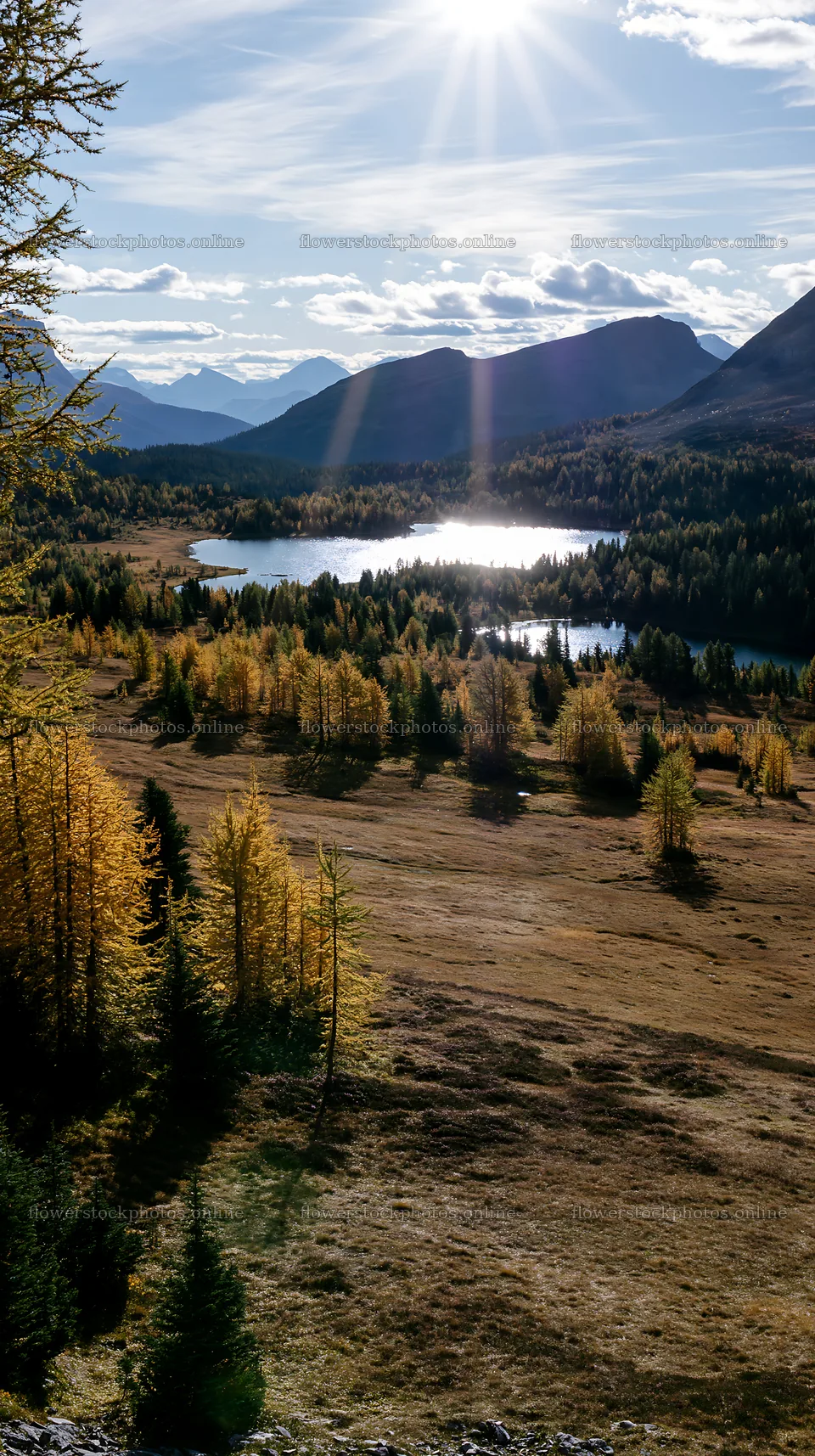 Sunshine Meadows Banff light rays illuminate the landscape – flower stock photos 5938x10608
