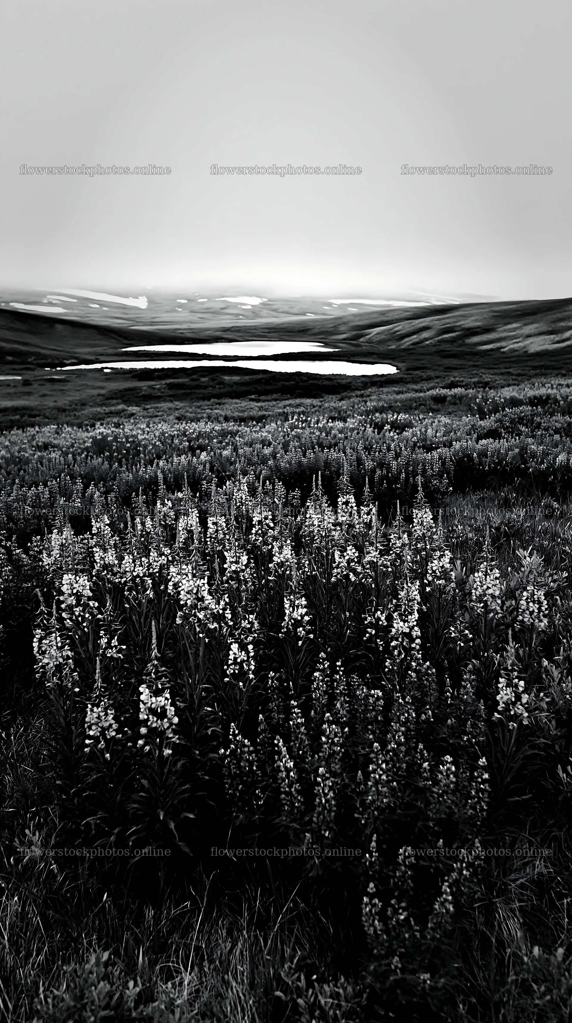 Fireweed lupine meadow with lake in background – flower stock photos 5938x10608