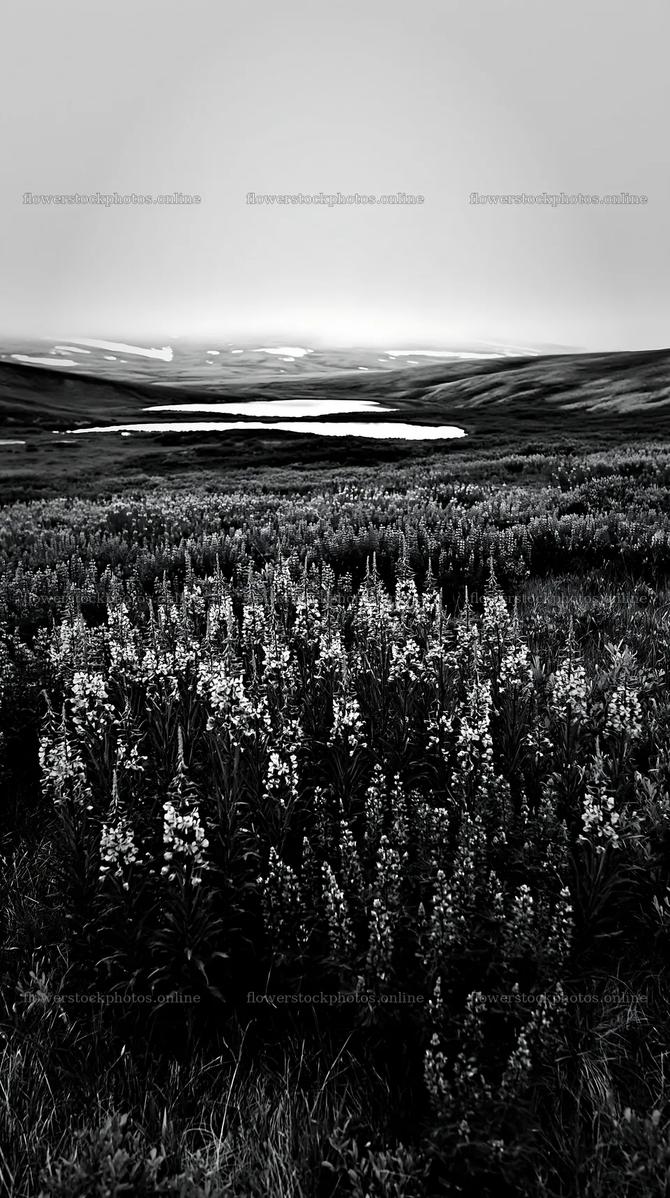 Fireweed lupine meadow with lake in background – flower stock photos 5938x10608