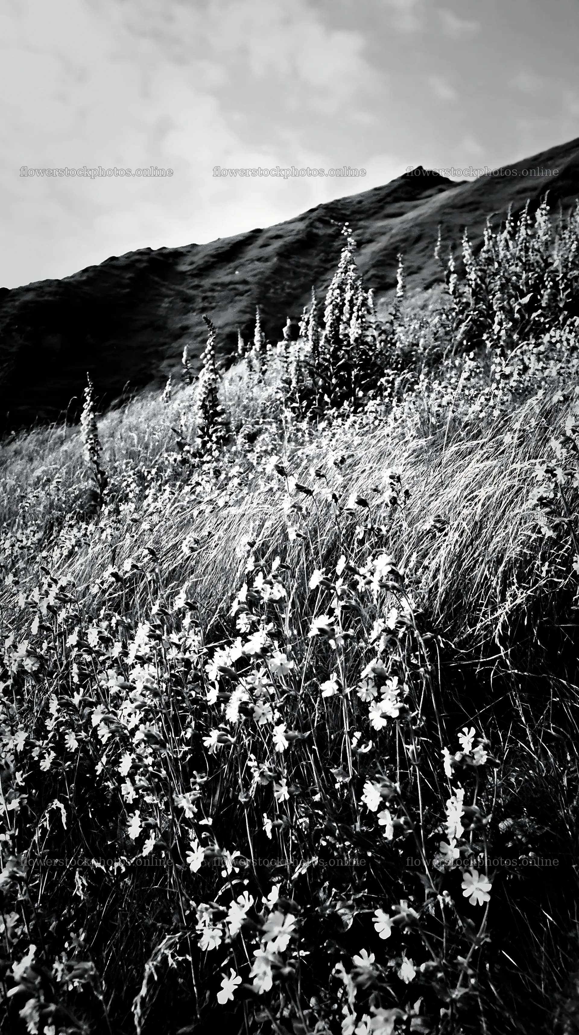 Meadow with campion flowers in black and white photography – flower stock photos 5938x10608